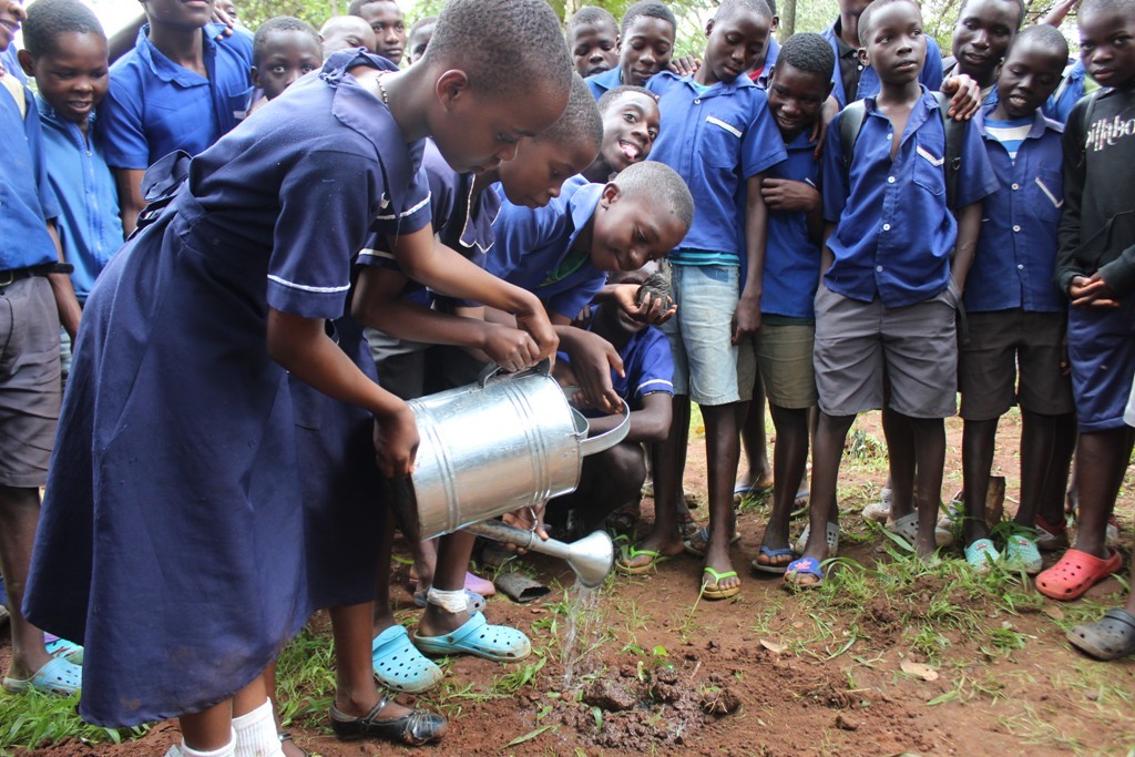 Pupils water a tree seedling they planted.jpg
